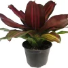 Sangria Red Wine Neoregelia Live Plant – Bromeliad Houseplant – 6" Pot - Image 1