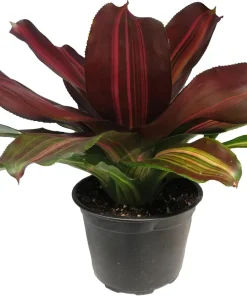 Sangria Red Wine Neoregelia Live Plant – Bromeliad Houseplant – 6