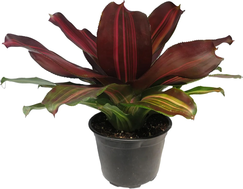 Sangria Red Wine Neoregelia Live Plant – Bromeliad Houseplant – 6" Pot - Image 1