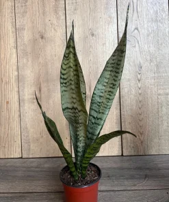 Sansavieria Zeylanica, in 4