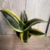 Sansevieria Futura Superba in 4"Pot Indoor Air Purifiernt - Image 1