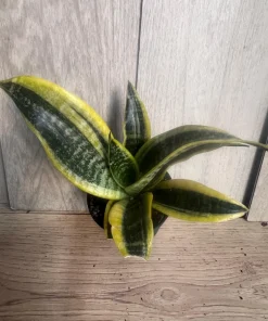 Sansevieria Futura Superba in 4
