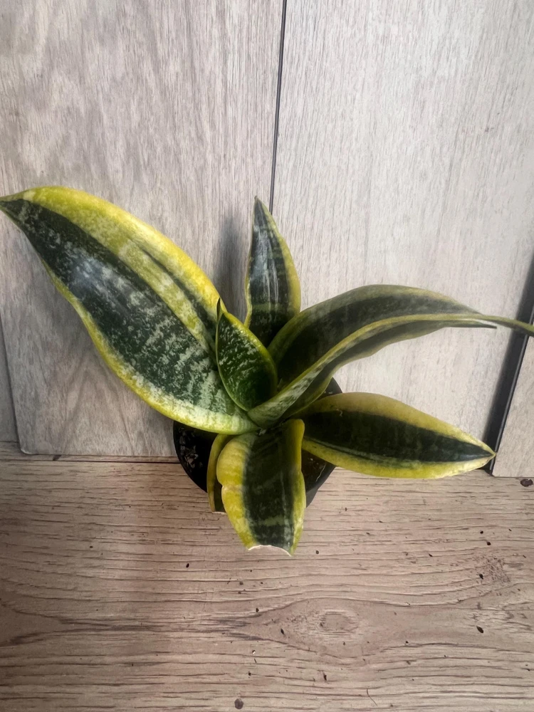 Sansevieria Futura Superba in 4"Pot Indoor Air Purifiernt - Image 1