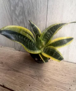 Sansevieria Futura Superba in 4"Pot Indoor Air Purifiernt - Image 2