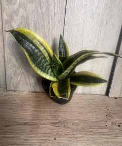 Sansevieria Futura Superba in 4