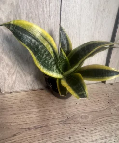 Sansevieria Futura Superba in 4