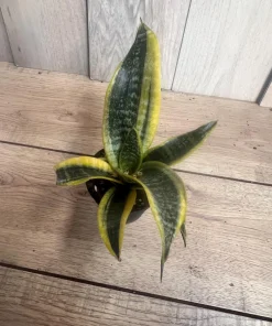 Sansevieria Futura Superba in 4