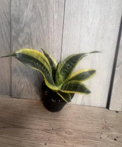 Sansevieria Futura Superba in 4