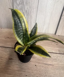 Sansevieria Futura Superba in 4