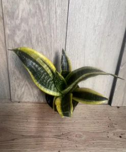 Sansevieria Futura Superba in 4