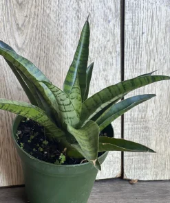 Sansevieria Gabriella Hybrid in 4