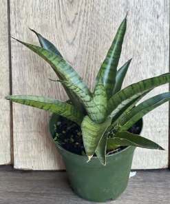 Sansevieria Gabriella Hybrid in 4