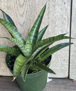 Sansevieria Gabriella Hybrid in 4