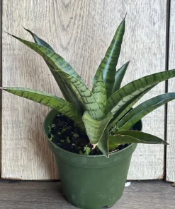 Sansevieria Gabriella Hybrid in 4