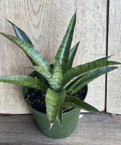 Sansevieria Gabriella Hybrid in 4