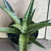 Sansevieria Gabriella Hybrid in 4" pot, sansevieria Hybryd - Image 1