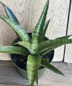 Sansevieria Gabriella Hybrid in 4