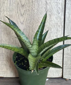 Sansevieria Gabriella Hybrid in 4