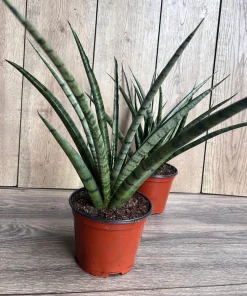 Sansevieria Javancia in 6