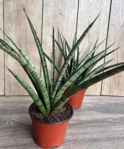 Sansevieria Javancia in 6