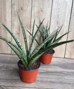 Sansevieria Javancia in 6