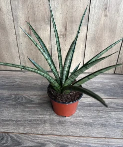 Sansevieria Javancia in 6