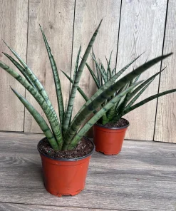Sansevieria Javancia in 6