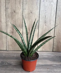 Sansevieria Javancia in 6