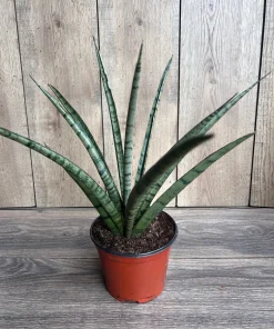 Sansevieria Javancia in 6