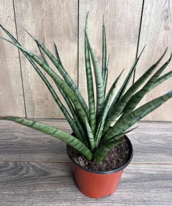 Sansevieria Javancia in 6