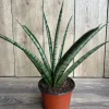 Sansevieria Javancia in 6" Pot - Image 1