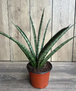 Sansevieria Javancia in 6
