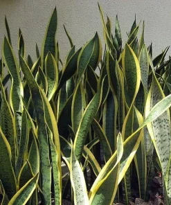 Sansevieria Laurentii Snake Plant - Live Houseplant - 6