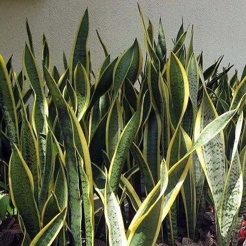 Sansevieria Laurentii Snake Plant - Live Houseplant - 6" Pot - Easy Care Indoor - Image 2