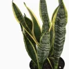 Sansevieria Laurentii Snake Plant - Live Houseplant - 6" Pot - Easy Care Indoor - Image 1
