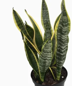 Sansevieria Laurentii Snake Plant - Live Houseplant - 6
