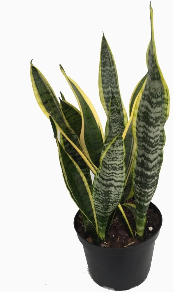 Sansevieria Laurentii Snake Plant - Live Houseplant - 6" Pot - Easy Care Indoor - Image 1
