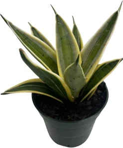 Sansevieria 'Marble Star' Snake Plant - 4