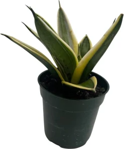 Sansevieria 'Marble Star' Snake Plant - 4
