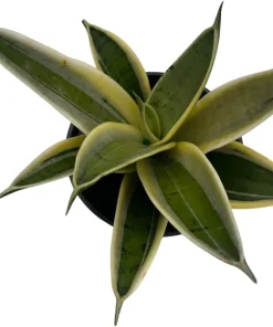 Sansevieria 'Marble Star' Snake Plant - 4