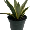 Sansevieria 'Marble Star' Snake Plant - 4" Pot - Indoor Live Plant - Image 1