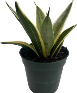 Sansevieria 'Marble Star' Snake Plant - 4