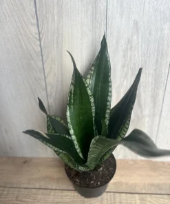 Sansevieria Whitney, Sansevieria Silver Flame, in 6