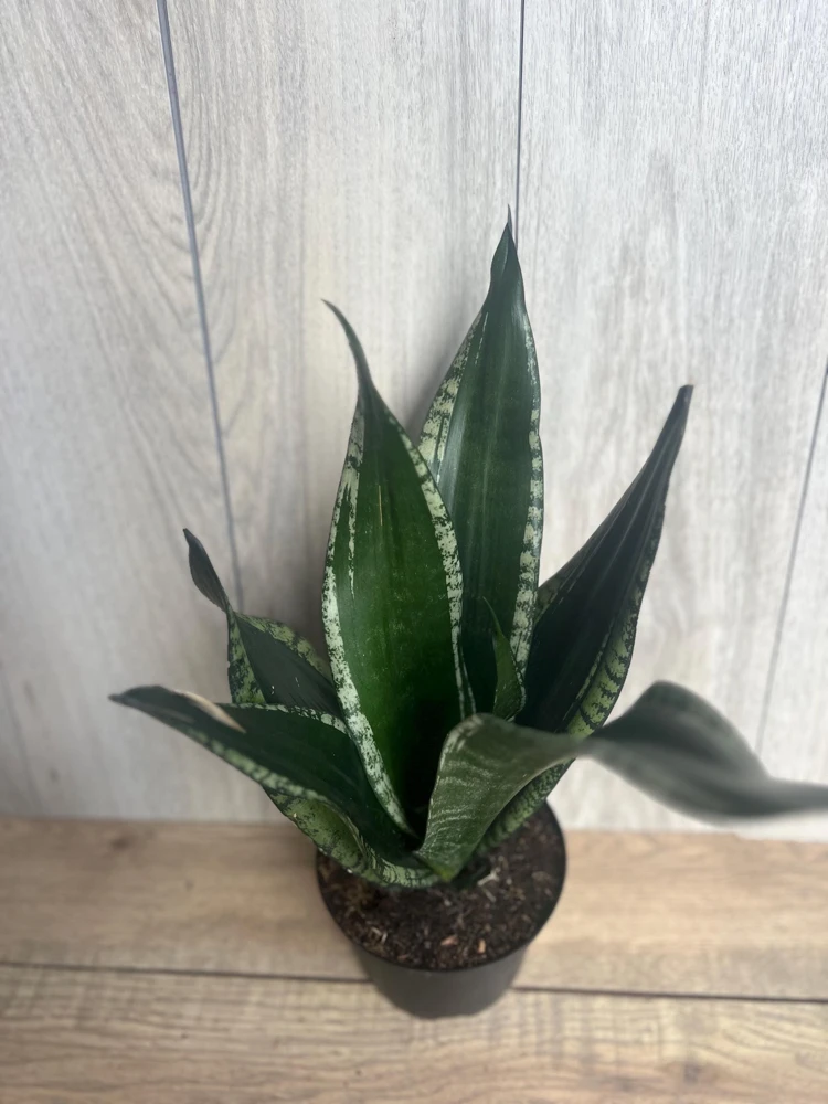 Sansevieria Whitney, Sansevieria Silver Flame, in 6" Inches pot, Mother in law - Image 2