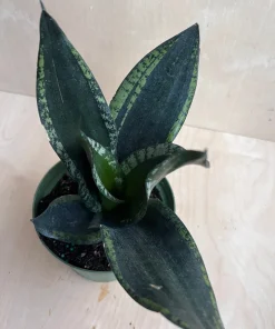 Sansevieria Whitney, Sansevieria Silver Flame, in 6