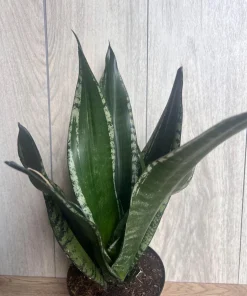 Sansevieria Whitney, Sansevieria Silver Flame, in 6