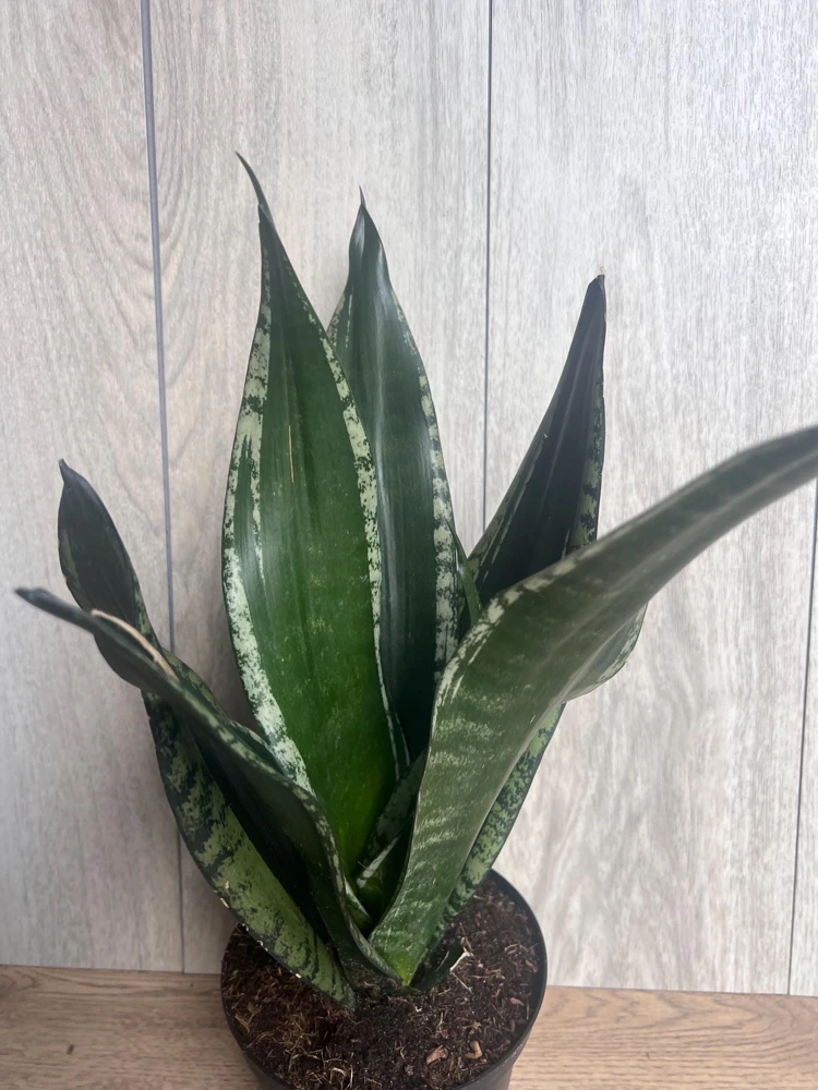 Sansevieria Whitney, Sansevieria Silver Flame, in 6" Inches pot, Mother in law - Image 3
