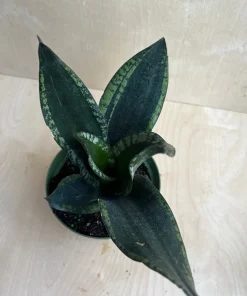 Sansevieria Whitney, Sansevieria Silver Flame, in 6