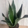 Sansevieria Whitney, Sansevieria Silver Flame, in 6" Inches pot, Mother in law - Image 1