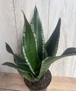 Sansevieria Whitney, Sansevieria Silver Flame, in 6
